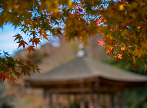 Rickshaw: Wakakusa Course