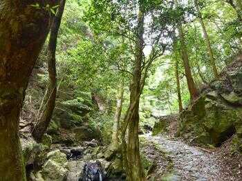 【日程&1組限定】世界遺産 春日山原始林プライベートウォーキング／1泊2食付き　日本料理