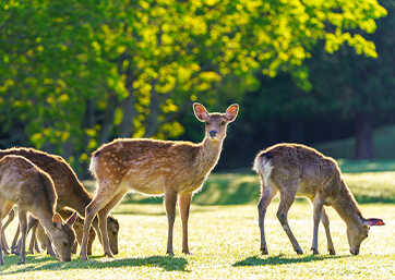 奈良公園